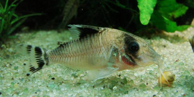 This species has a longer snout than the similar-looking C. oiapoquensis.