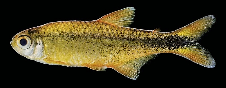 Paratype, just after fixation, male, UFBA 4341, 29.6 mm SL.