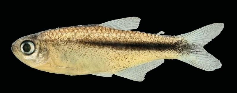 Hyphessobrycon brumado, holotype, male, MZUSP 101246, 30.7 mm SL, Brazil, Bahia, Rio de Contas Municipality, rio Brumado, at Ponte do Coronel, rio de Contas drainage.