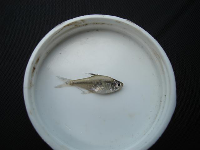 Specimen from Laguna San Isidro, Pantanos de Centla, Tabasco state, southern Mexico.