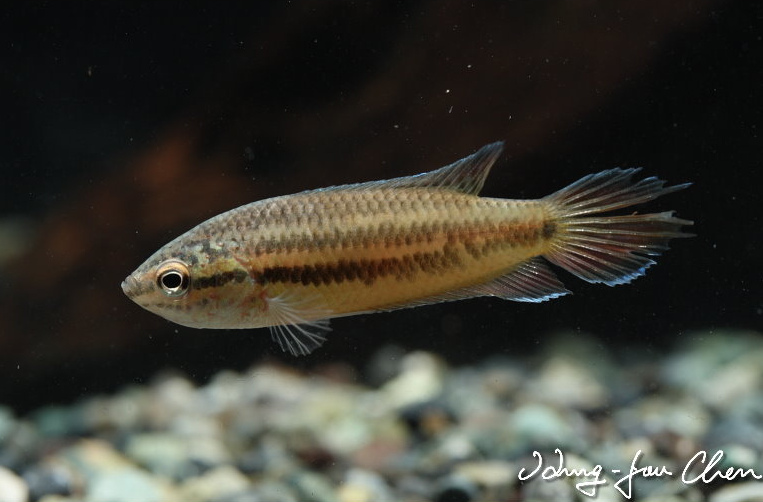 Specimen with damaged caudal fin.