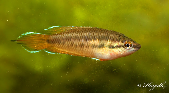 Wild individual from Kerala, India.