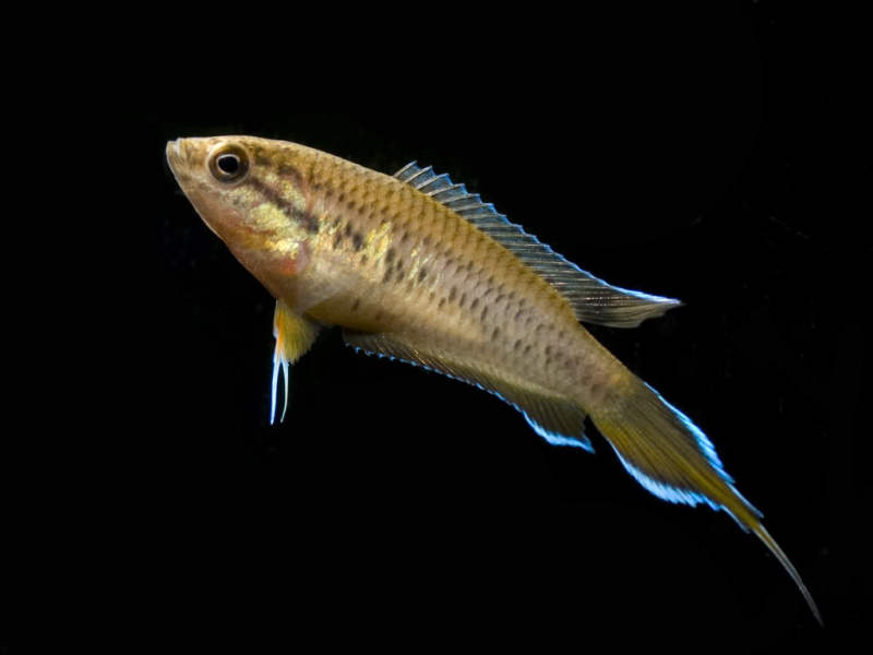 Adult male.