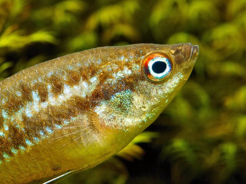 Detail of head and anterior portion of body.
