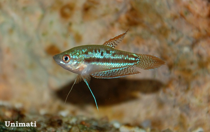 Adult male.