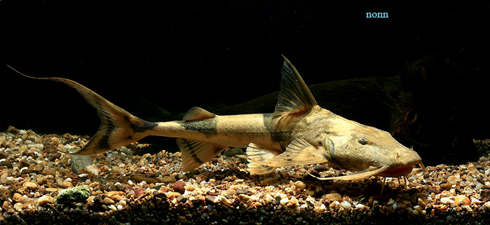 Subadult from Thailand.
