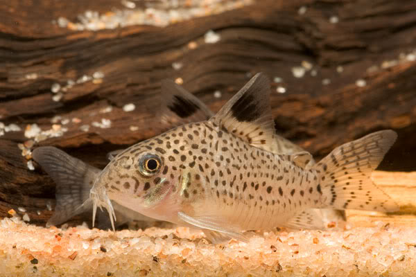 This species is rare in the aquarium hobby.