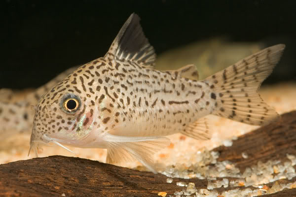 Adult male individual.