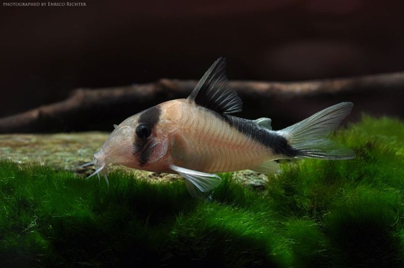 Specimen from the German aquarium trade.