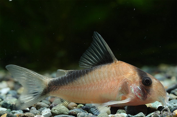 This species has a similar colour pattern to several congeners.