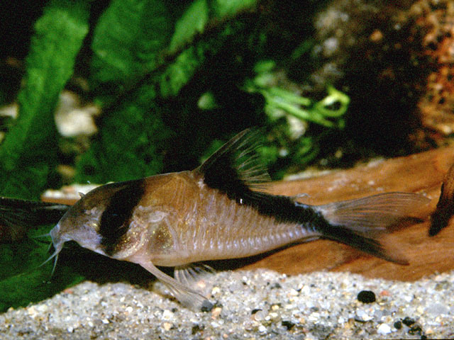 Adult male specimen.
