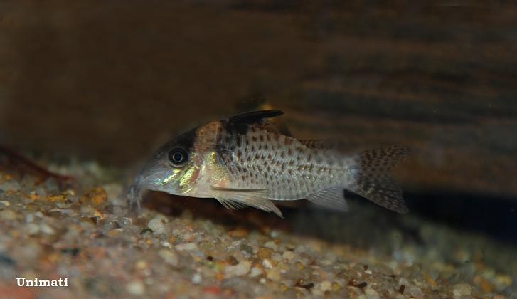 Specimen from the Danish aquarium trade which has tentatively been identified as C. cf. delphax.