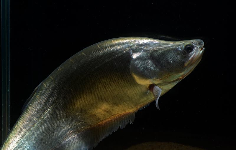 This species normally possesses silver or gold transverse bars on the dorsum of the body, as seen here.