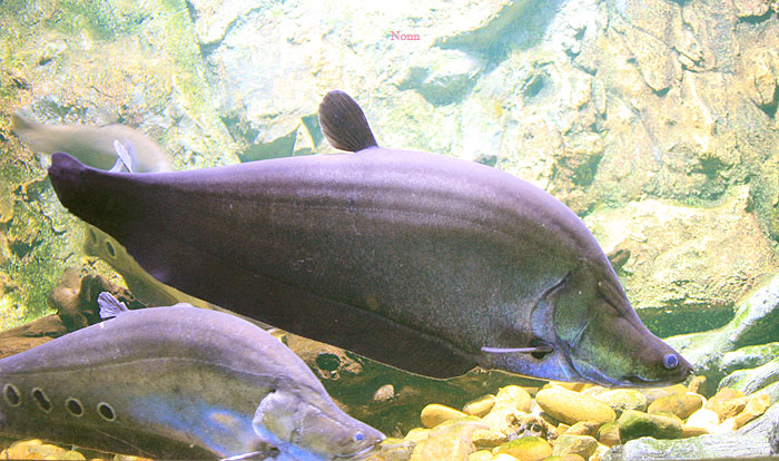 Adult individual. The fish behind is the congener C. ornata.