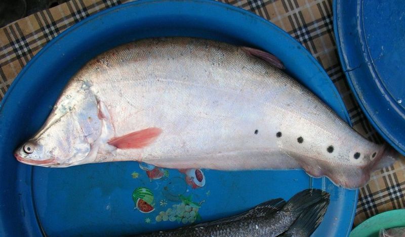 Adult specimen on sale in a fish market, Chiang Rai province, northern Thailand.