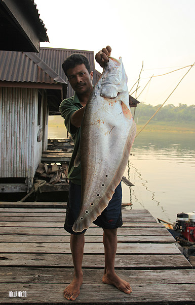 Freshly-collected wild adult.