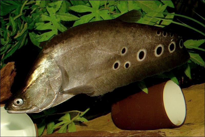 Subadult from the UK aquarium trade.
