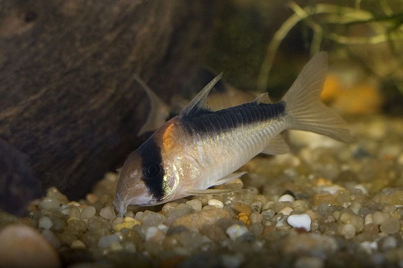 Adult male individual.