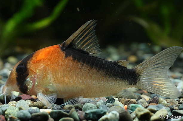 This species tends to exhibit a broader oblique dark body bar than the similar C. adolfoi.