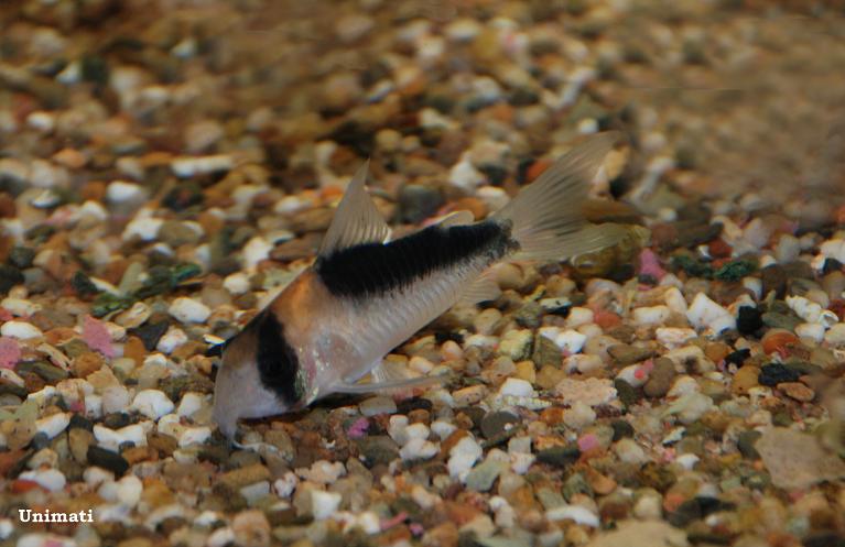 Specimen from the Danish aquarium trade.