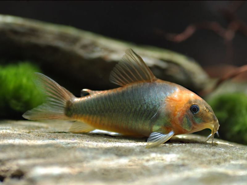 Specimen from the German aquarium trade.