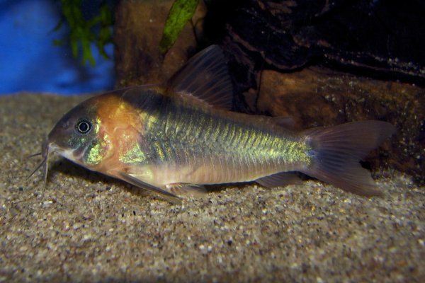 Specimen from the UK aquarium trade.