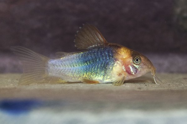 Aquarium-bred juvenile at 4 weeks of age.