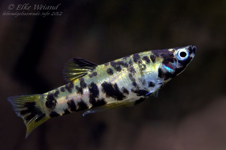 The spotted colour form is sometimes referred to as P. caudimaculatus 'reticulatus'.