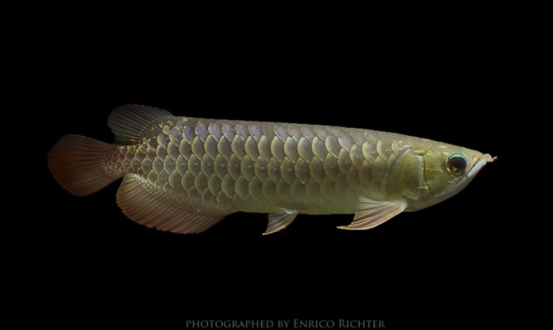 Young adult of the 'red tail golden' form from the German aquarium trade.