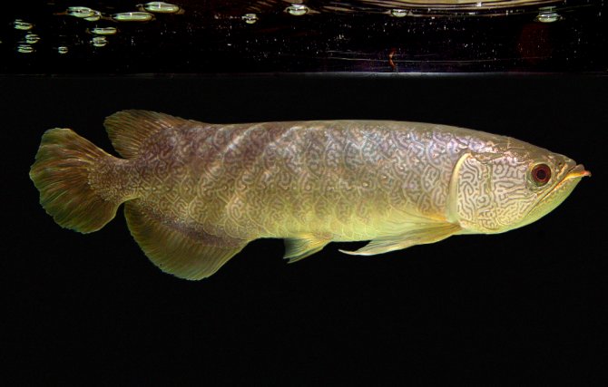 Wild-collected specimen from the aquarium trade.