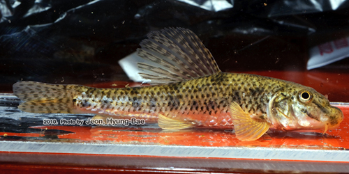 Young adult male.