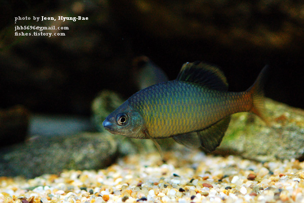 Nuptial male individual.