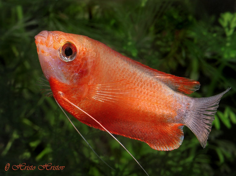 The 'red' colour form has been selectively-bred for the ornamental trade, possibly via hybridisation with the congener T. labiosa.