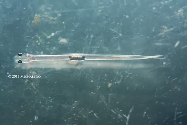 Dorsal view.