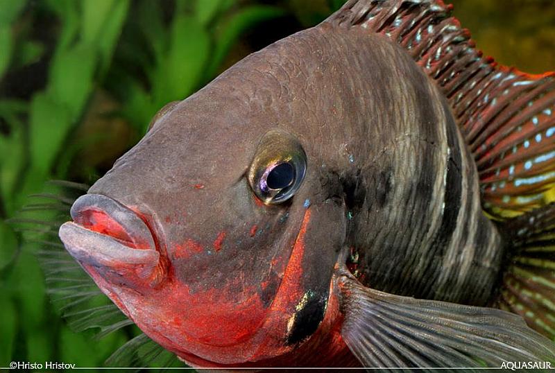 Head detail.