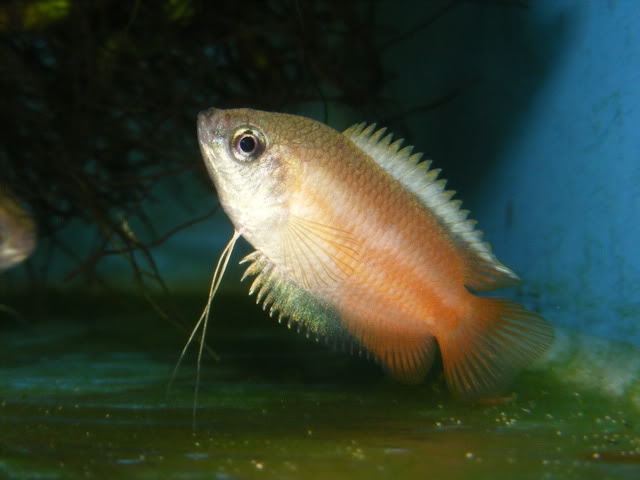 Nuptial male immediately post-spawning.
