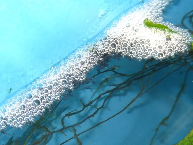 Typical bubble nest of T. chuna with hatched fry visible beneath.