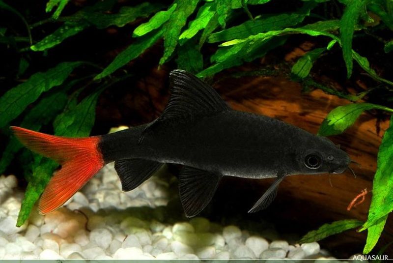 Subadult individual.