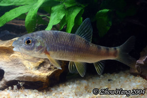 Subadult individual of the form that was described as A. labiatus but is currently considered synonymous with A. paradoxus.