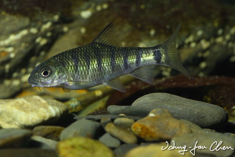 Subadult individual in the aquarium.