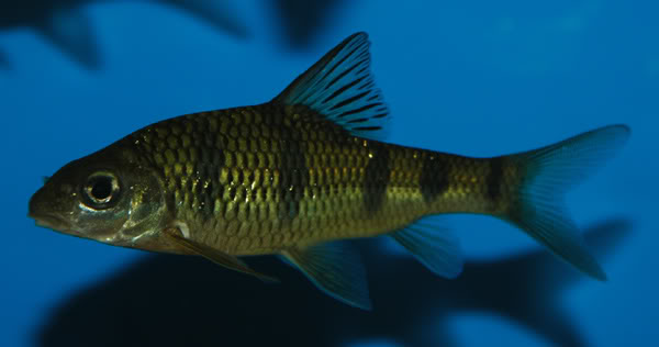 This species always possesses 5 dark flank bars