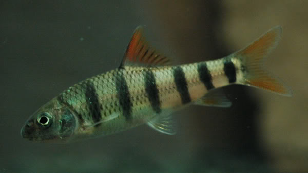 Young specimen.