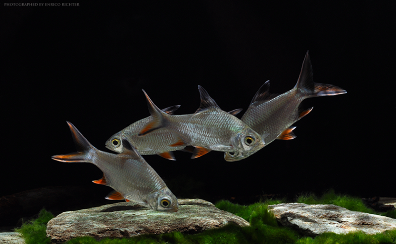 Group of subadults from the German aquarium trade.