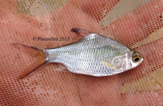 Juvenile specimen from Perak state, Peninsular Malaysia.