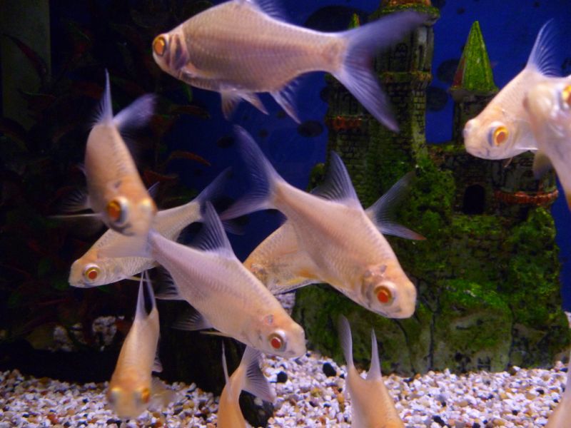 Ornamental albino form.