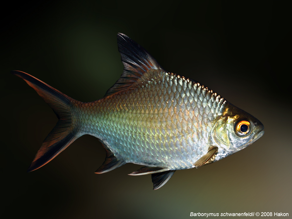 Subadult individual.