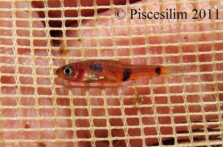 Specimen from Penang state, Peninsular Malaysia.