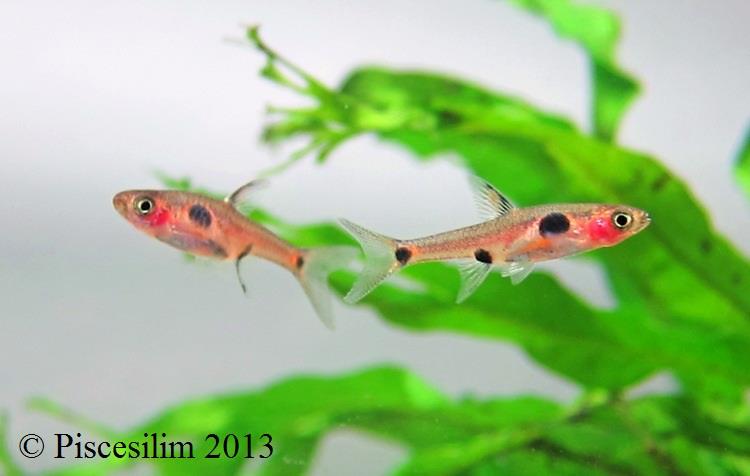 Wild specimens from Perak state, Peninsular Malaysia.