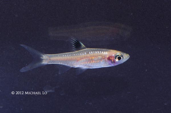 Specimen from Bangka Island, Sumatra.