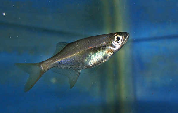 Male individual in the aquarium.